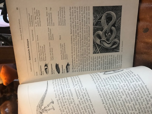 Lehrbuch der Biologie 6. Schuljahr