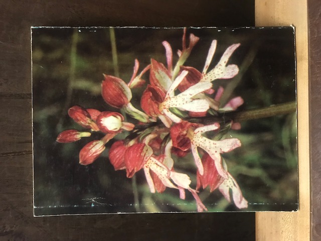 Orchideen der Thüringischen Rhön