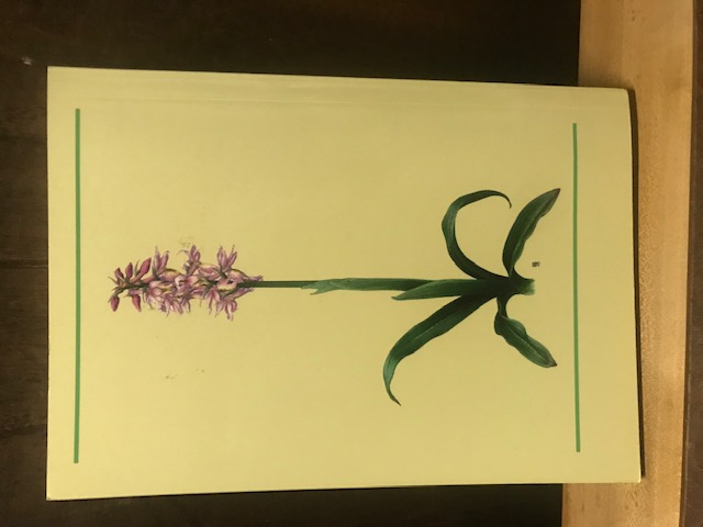 Arbeitskreisen Heimische Orchidee Heft 2 2010