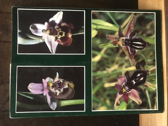 Die wilden Orchideen Kretas