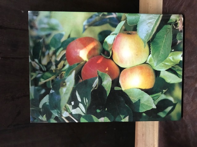 Obstbau im Garten