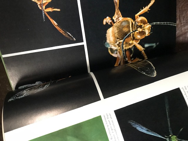 The Insects, Nature Library